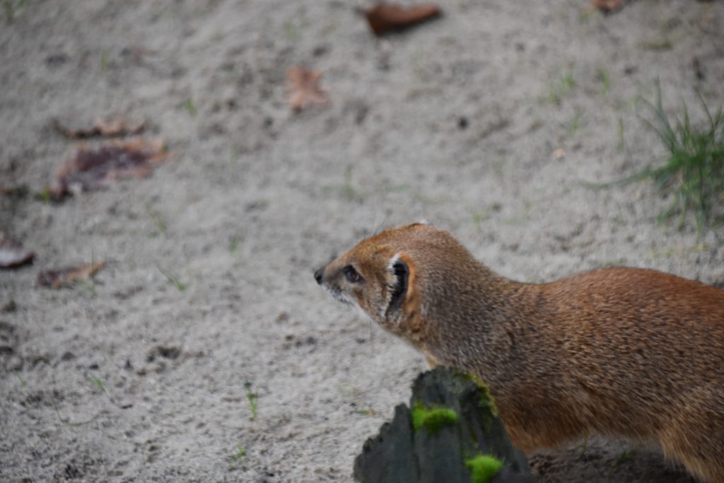 Roofdieren Rode meerkat